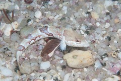 Pavoclinus smalei