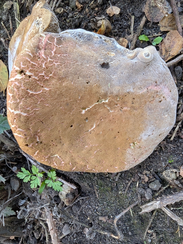 Xerocomellus dryophilus · November 2025 · photo: © joergmlpts (iNaturalist, cc-by)