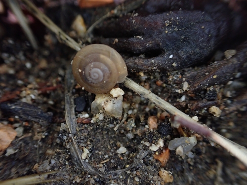 Caracollina lenticula