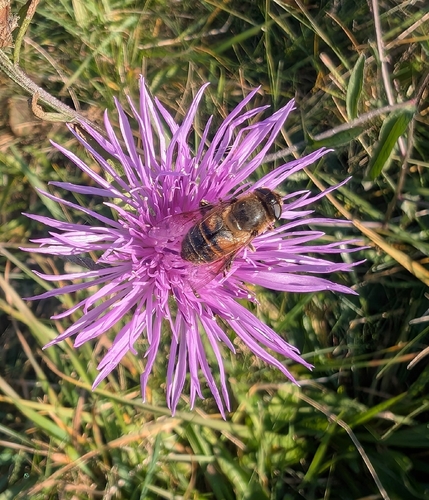Unknown species found near Westport, MA 02790, USA