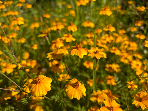 Tagetes tenuifolia (Tagetes tenuifolia)