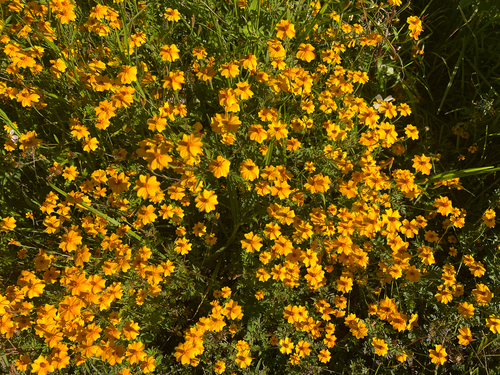 Tagetes tenuifolia, photograph 4