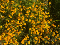 author not stated, no rights reserved Tagetes tenuifolia, photograph author not stated, no rights reserved