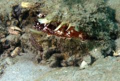 Spondylus americanus