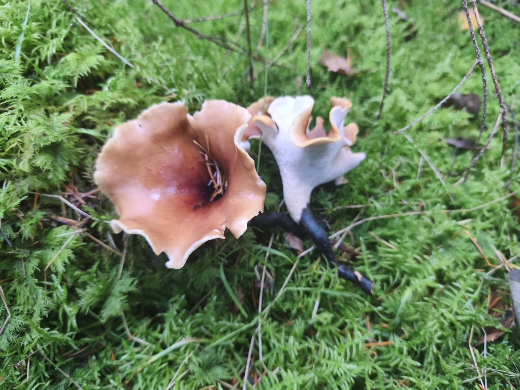 Picipes tubaeformis · November 2025 · photo: © mycototor (iNaturalist, cc-by)