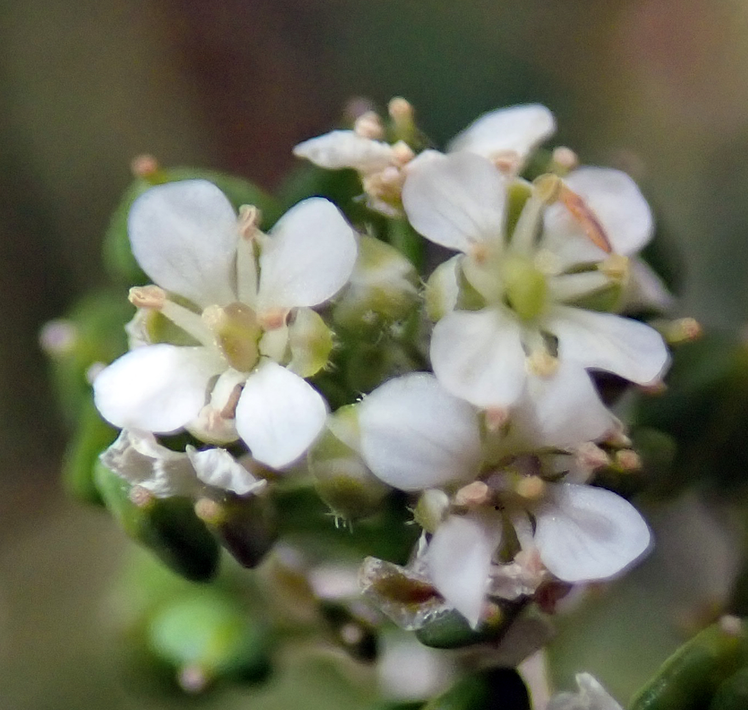 Lepidium