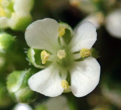 Lepidium oleraceum
