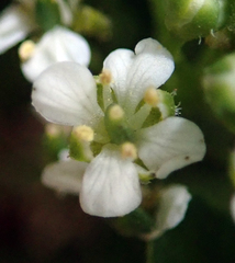 Lepidium oleraceum