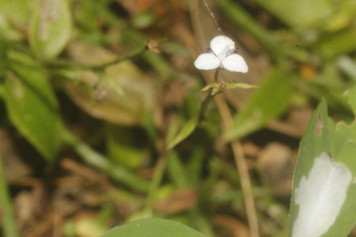 Florida roseling (Callisia cordifolia)