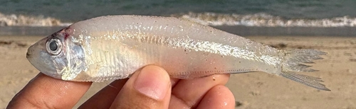 Dogtooth herring (Chirocentrodon bleekerianus) — Pristigasteridae — 4