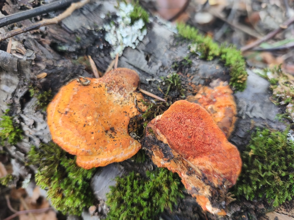 Trametes cinnabarina · November 2025 · photo: © mycototor (iNaturalist, cc-by)