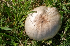Agaricus subrufescens