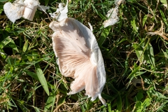 Agaricus subrufescens