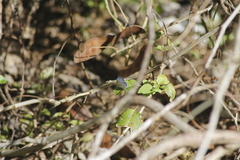 Cupido comyntas texana