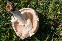 Agaricus subrufescens