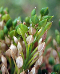 Lepidium oleraceum