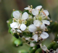 Lepidium oleraceum