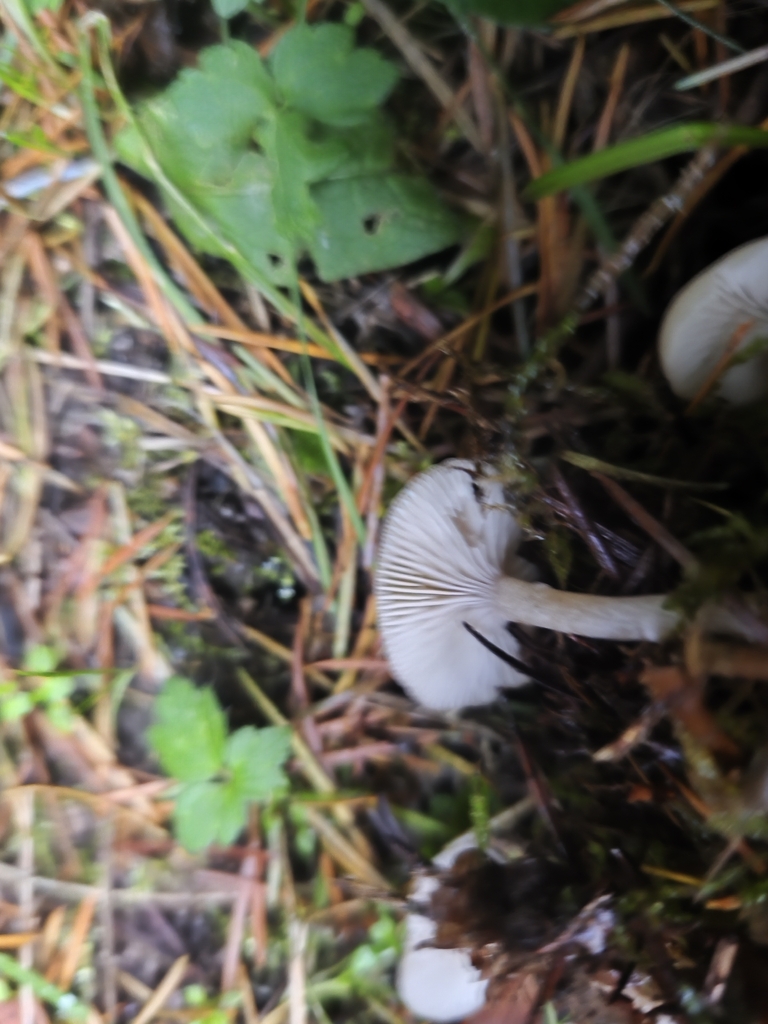 Clitocybe fragrans · November 2025 · photo: © mycototor (iNaturalist, cc-by)