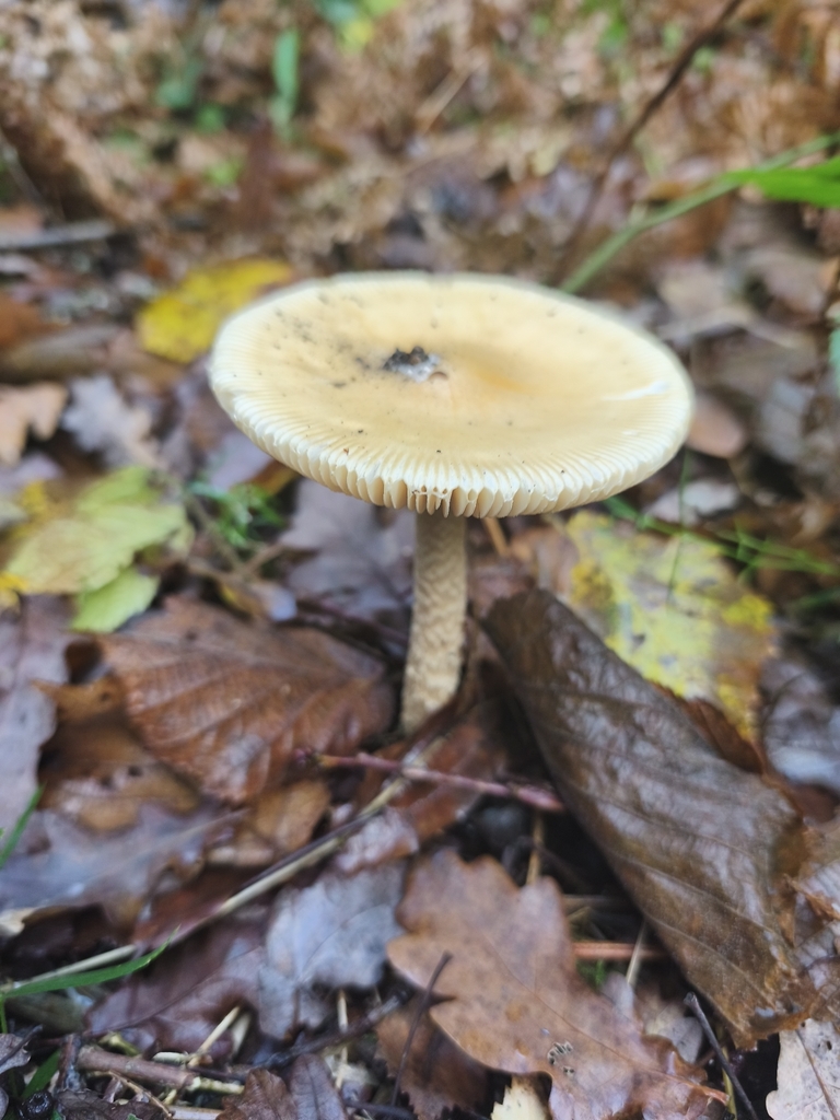 Amanita crocea