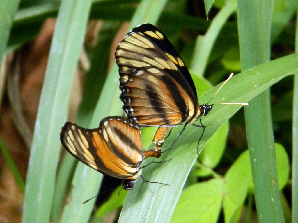 Longwing Crescent