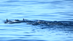 Pagophilus groenlandicus