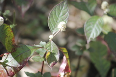 Alternanthera lanceolata