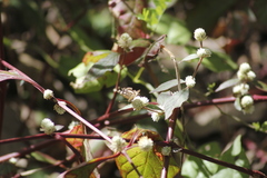 Alternanthera lanceolata