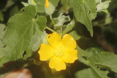 Allowissadula holosericea