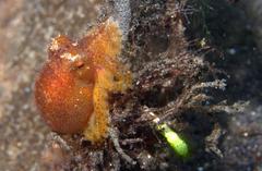 Amphioctopus mototi
