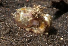 Amphioctopus mototi