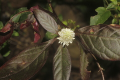 Alternanthera lanceolata