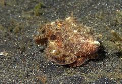 Amphioctopus mototi