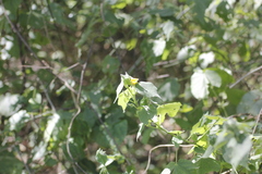 Allowissadula holosericea