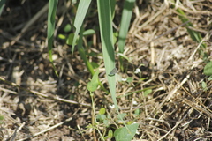 Cupido comyntas texana