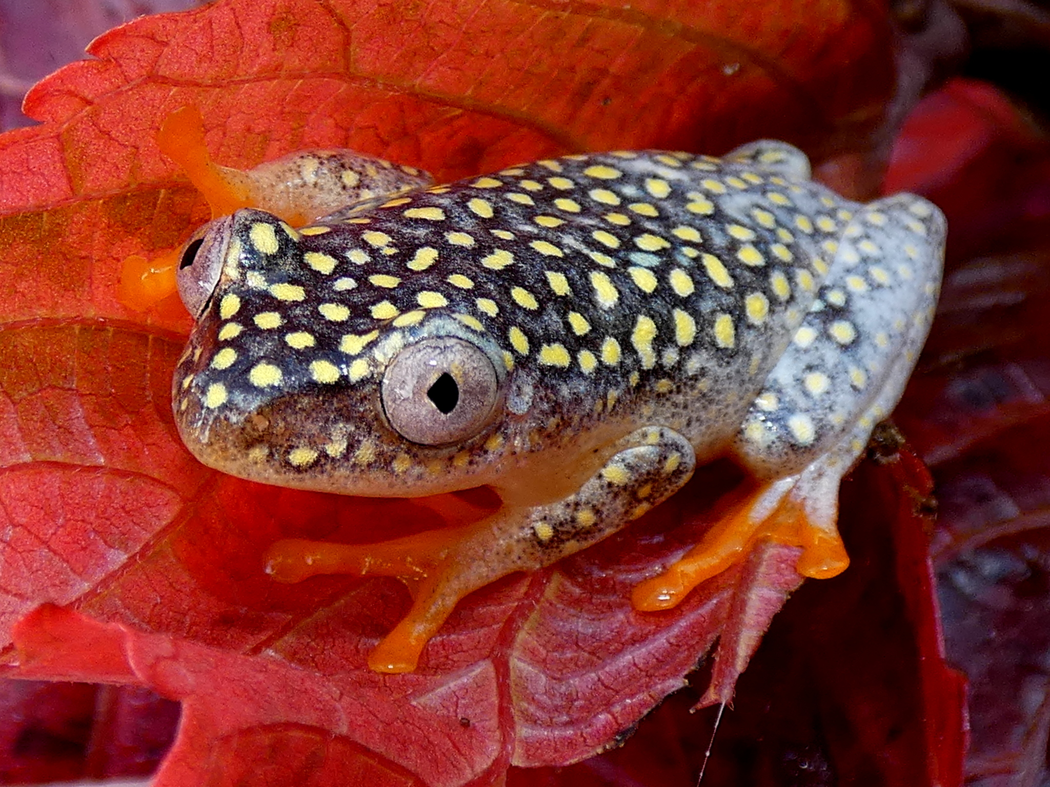 Whitebelly Reed Frog (Heterixalus alboguttatus) · iNaturalist