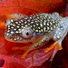 Whitebelly Reed Frog - Photo (c) Kai Squires, some rights reserved (CC BY), uploaded by Kai Squires