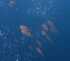 Arotrolepis filicauda