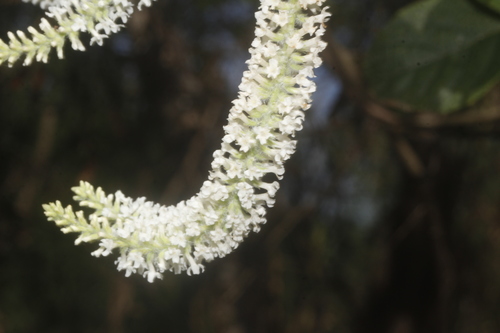 Aloysia virgata