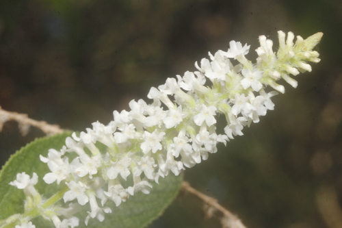Aloysia virgata