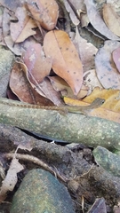 Anolis oculatus
