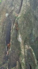 Anolis oculatus