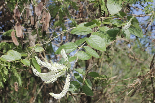 Aloysia virgata