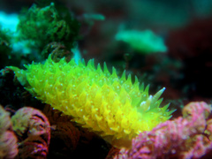 Proctonotidae