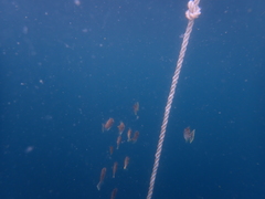 Arotrolepis filicauda