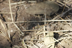 Erythrodiplax umbrata