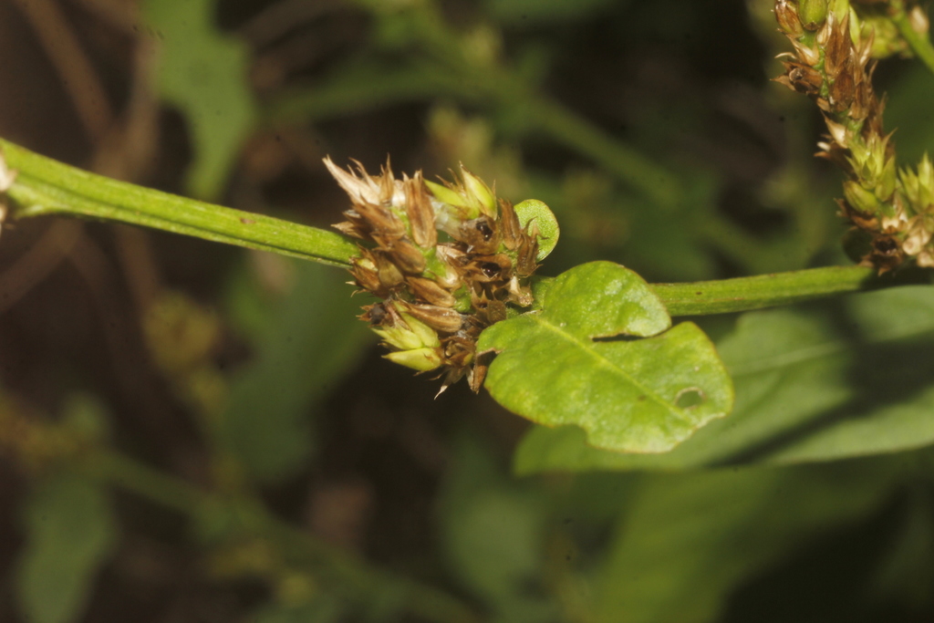 Albahaca (Celosia virgata)