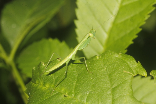 Stagmomantis fraterna