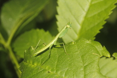Stagmomantis fraterna