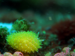 Proctonotidae
