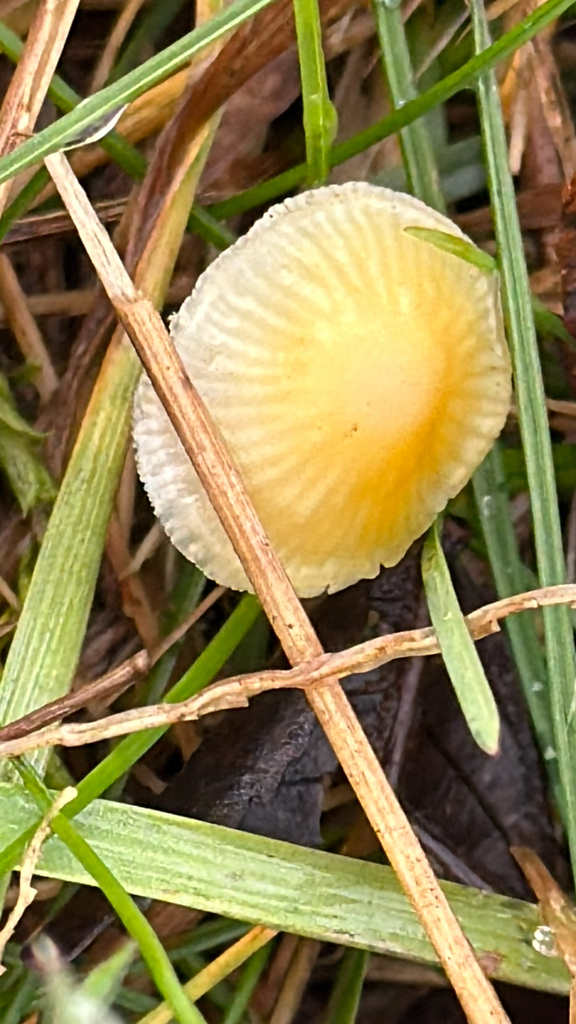 Mycena crocea · November 2025 · photo: © fungee (iNaturalist, cc0)